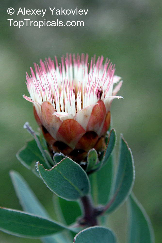 Protea sp., Sugarbush. Protea subvestita