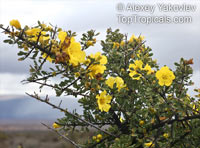 Rhigozum sp., Yellow Pomegranate, Western Rhigozum, Short Thorn Pomegranate

Click to see full-size image