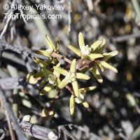 Cynanchum viminale, Sarcostemma viminale, Caustic Bush, Rapunzel Plant

Click to see full-size image