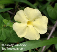 Thunbergia sp., Thunbergia

Click to see full-size image