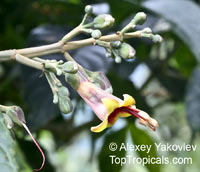 Trichanthera gigantea, Ruellia gigantea, Madre de Agua, Suiban, Cenicero, Tuno, Naranjillo, Palo de Agua

Click to see full-size image