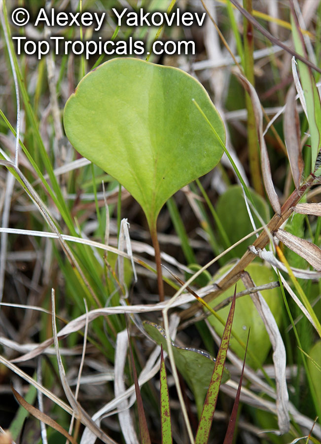 Utricularia sp., Bladderwort