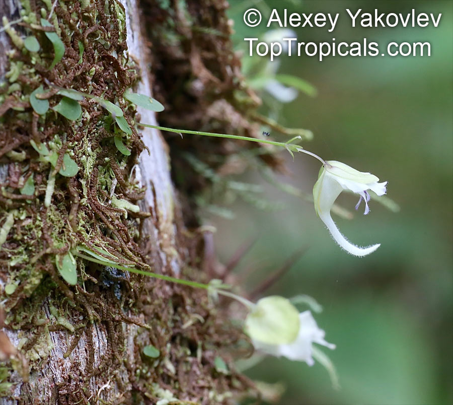 Utricularia sp., Bladderwort
