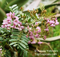 Virgilia divaricata, Blossom tree, Cape Lilac

Click to see full-size image