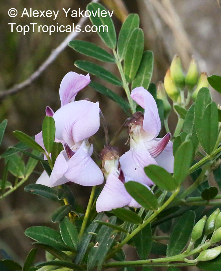 Virgilia divaricata, Blossom tree, Cape Lilac