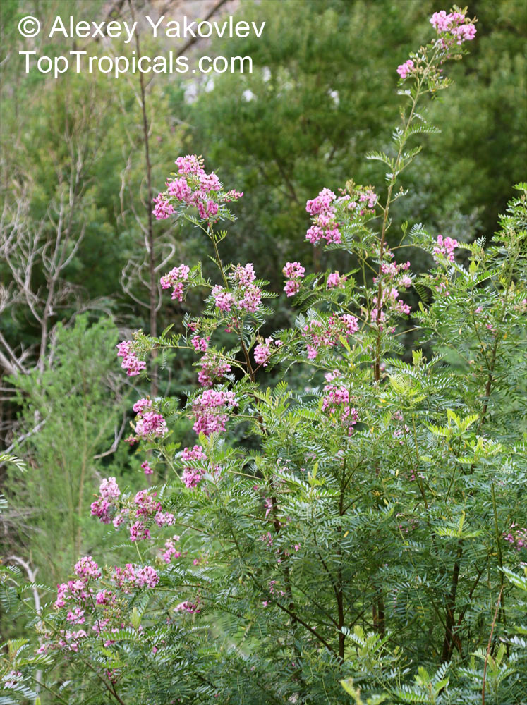 Virgilia divaricata, Blossom tree, Cape Lilac
