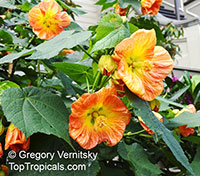 Abutilon x hybridum, Flowering Maple, Weeping Maple,Chinese Lantern

Click to see full-size image