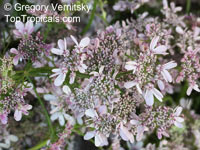 Coriandrum sativum, Coriander, Cilantro, Ketumbar

Click to see full-size image