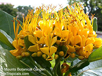 Deplanchea sp., Golden Bouquet, Yellow Pagoda Tree

Click to see full-size image