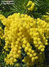 Acacia decurrens, Black Wattle

Click to see full-size image