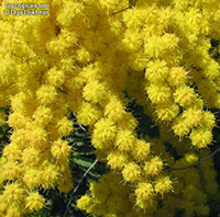 Acacia decurrens, Black Wattle

Click to see full-size image