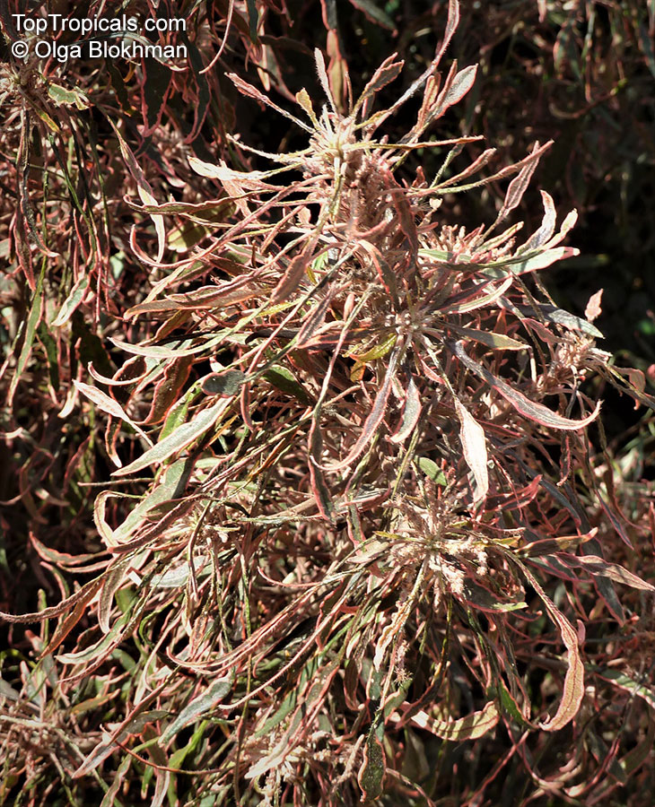 Acalypha wilkesiana, Fire Dragon Acalypha, Hoja de Cobre, Copper Leaf. Acalypha 'Cypress Elf'