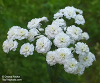Achillea sp., Yarrow, Thousand-leaf, Milfoil, Sneezewort, Soldier's Friend

Click to see full-size image