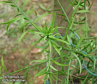 Afrocarpus falcatus, Podocarpus falcatus, Common Yellowwood, Bastard Yellowwood, African Pine Tree, Weeping Yew

Click to see full-size image
