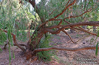 Agonis flexuosa, Western Australian Peppermint, Willow Myrtle

Click to see full-size image