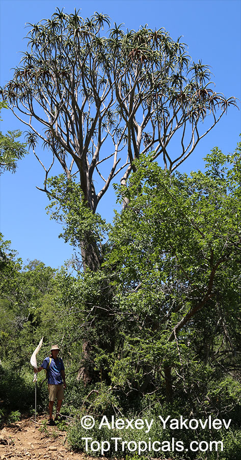 Aloidendron sp., Aloidendron, Quiver Tree