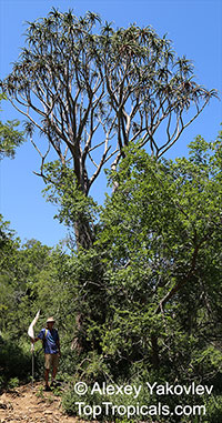 Aloidendron sp., Aloidendron, Quiver Tree

Click to see full-size image