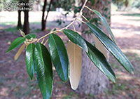 Alphitonia excelsa, Red Ash, Soap Tree, Silver Leaf

Click to see full-size image