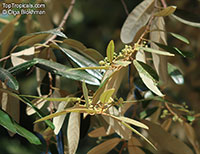 Alphitonia excelsa, Red Ash, Soap Tree, Silver Leaf

Click to see full-size image