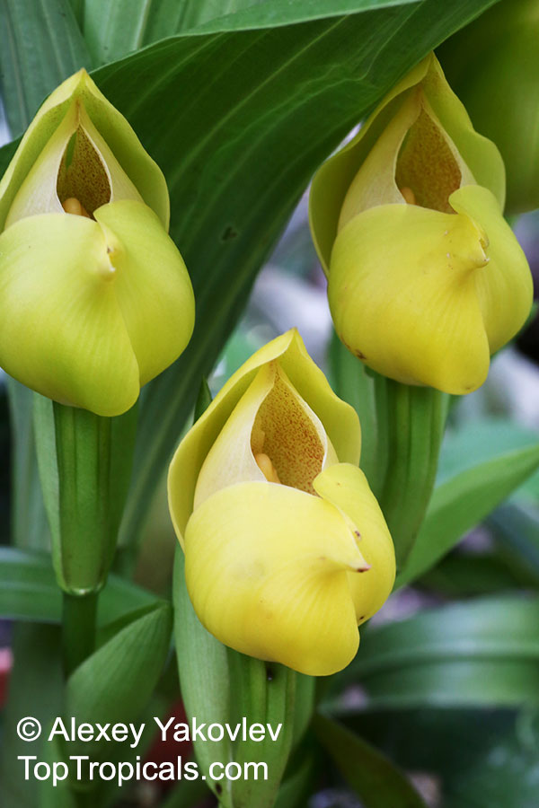 Anguloa sp., Tulip Orchid. Anguloa clowesii