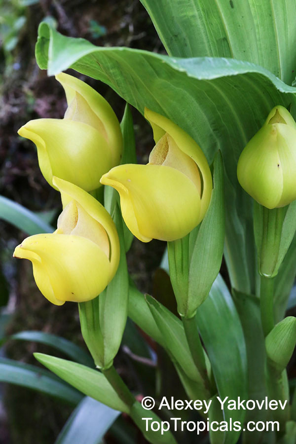 Anguloa sp., Tulip Orchid. Anguloa clowesii