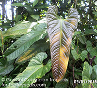 Anthurium livescens, Royal Awe

Click to see full-size image