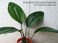 Anthurium ovatifolium, Anthurium

Click to see full-size image