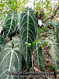 Anthurium warocqueanum, Queen Anthurium

Click to see full-size image