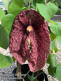 Aristolochia gigantea, Calico Flower, Giant Pelican Flower