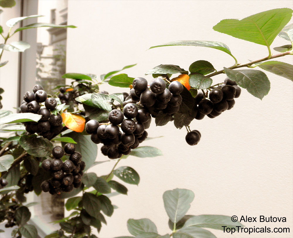 Aronia melanocarpa fruits