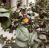 Aronia melanocarpa, Chokeberry

Click to see full-size image