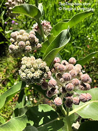 Asclepias sp., Milkweed

Click to see full-size image