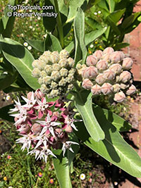 Asclepias sp., Milkweed

Click to see full-size image