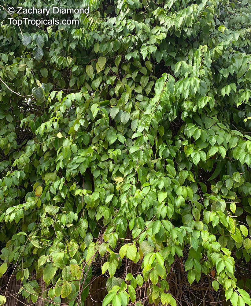 Banisteriopsis caapi, Banisteria caapi, Alicia anisopetala , Ayahuasca, Caapi, Yaje, Black Yage