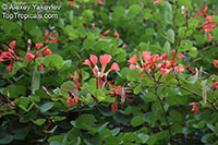Bauhinia galpinii, Bauhinia punctata, Pride of De Kaap, Nasturtium Bauhinia

Click to see full-size image