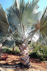 Bismarckia nobilis, Medemia nobilis, Bismarck Palm

Click to see full-size image