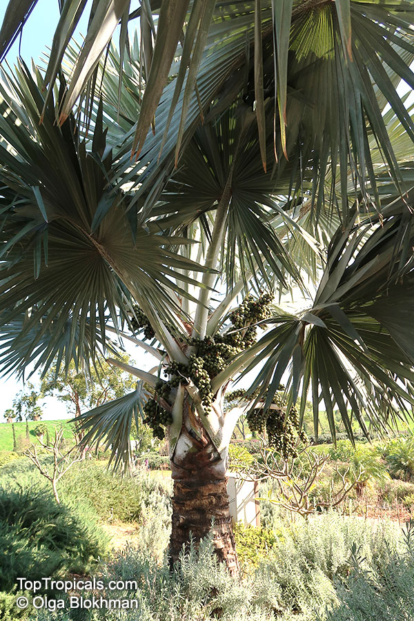 Bismarckia nobilis, Medemia nobilis, Bismarck Palm
