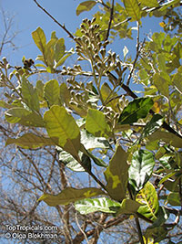 Brachylaena discolor, Coast Silver Oak

Click to see full-size image
