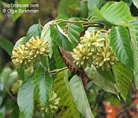 Camptotheca acuminata, Happy Tree, Cancer Tree, or Tree of Life

Click to see full-size image