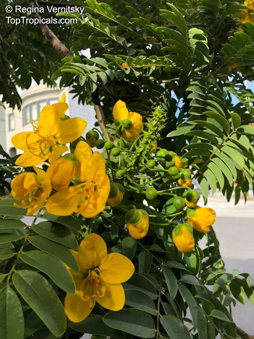 Cassia leptophylla, Gold Medallion Tree, Golden Medallion Tree