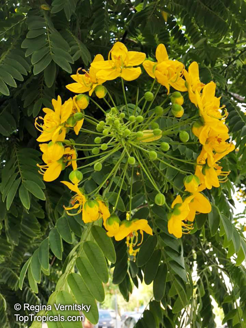 Cassia leptophylla, Gold Medallion Tree, Golden Medallion Tree