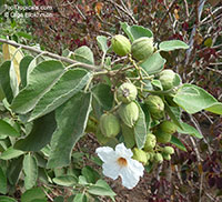 Cordia boissieri, Texas Olive, Anacahuita

Click to see full-size image