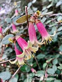 Correa sp., Australian fuchsia

Click to see full-size image