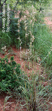 Cymbopogon nardus, Citronella Grass, Nardus, Nard Grass, Mana Grass

Click to see full-size image