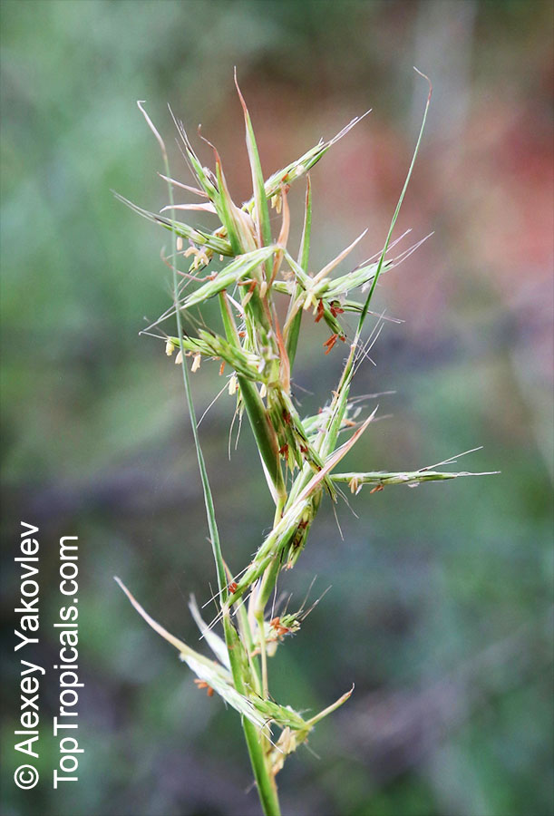 Cymbopogon nardus, Citronella Grass, Nardus, Nard Grass, Mana Grass