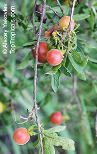 Diospyros sp., Persimmon

Click to see full-size image