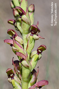 Disa sp., Disa

Click to see full-size image