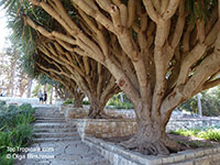 Dracaena draco, Dragon Tree 

Click to see full-size image