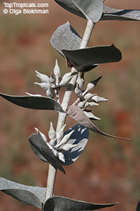 Eucalyptus sp., Eucalyptus

Click to see full-size image