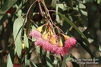 Eucalyptus leucoxylon, Yellow Gum, Bblue Gum, White Ironbark

Click to see full-size image